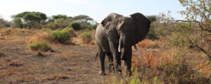 Tanzania - Olifant